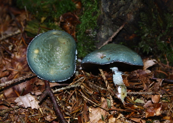 Grünspanträuschling (Stropharia aeruginosa) - © Bernard Wieser